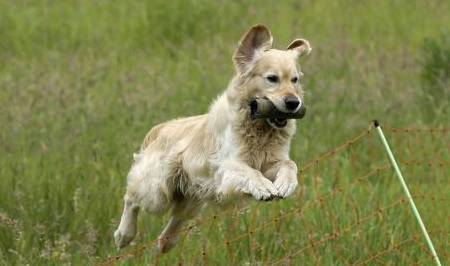 有什么办法能够提升狗狗使用寿命 有什么办法能够提升狗狗使用寿命