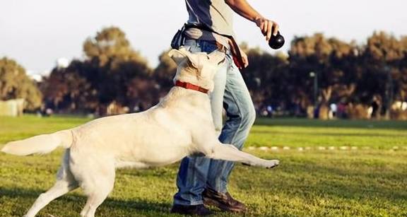 狗狗最简单的5个“愿望”,全部完成,才算是“狗生”圆满 狗狗最简单的5个“愿望”,全部完成,才算是“狗生”圆满