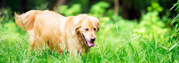 金毛会掉毛吗?如何清理狗毛? 金毛会掉毛吗?如何清理狗毛?