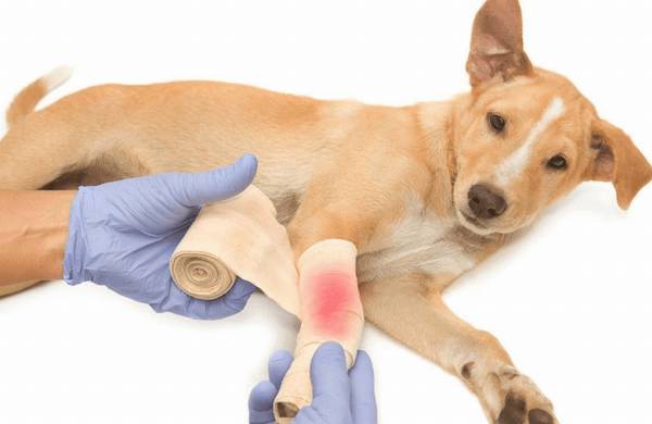 狗狗骨折后的术后恢复如何做? 狗狗骨折后的术后恢复如何做?