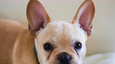 法斗伤口漏出液是好是坏,狗狗伤口漏出液要擦掉吗 法斗伤口漏出液是好是坏,狗狗伤口漏出液要擦掉吗