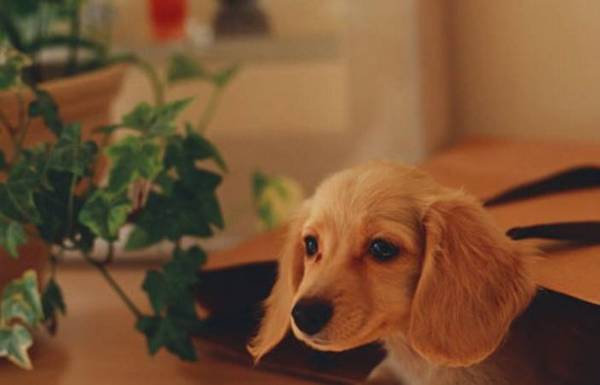 狗狗得黄疸全身变黄还有救吗 狗狗得黄疸全身变黄还有救吗