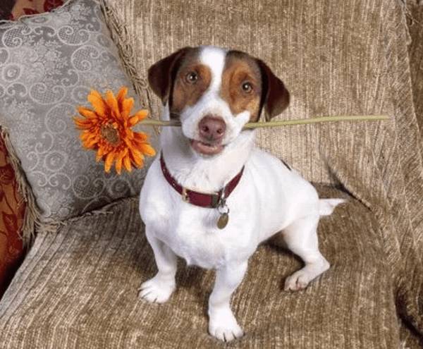 狗细小是什么病?狗狗会得细小病毒的缘故 狗细小是什么病?狗狗会得细小病毒的缘故