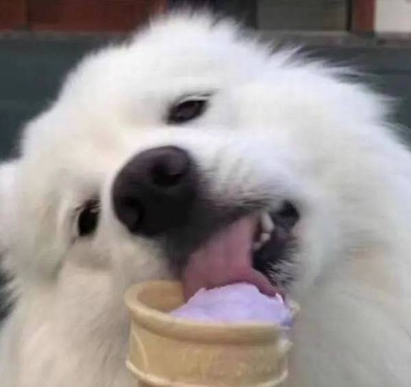 原先小狗也是有吹出的空调感冒! 原先小狗也是有吹出的空调感冒!