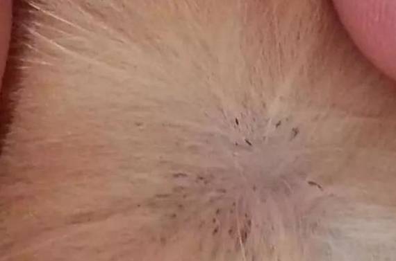 一旦狗狗身上发生这几个病症,有可能是寄生虫造成的 一旦狗狗身上发生这几个病症,有可能是寄生虫造成的