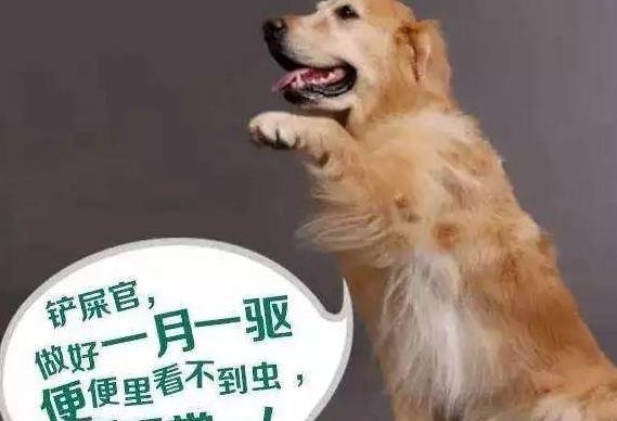 一旦狗狗身上发生这几个病症,有可能是寄生虫造成的 一旦狗狗身上发生这几个病症,有可能是寄生虫造成的