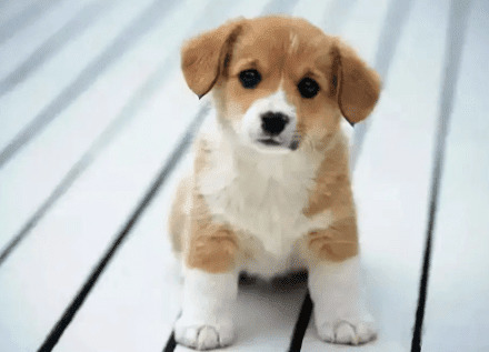 狗狗周围神经炎引起发病原因是什么?治疗方式有什么? 狗狗周围神经炎引起发病原因是什么?治疗方式有什么?