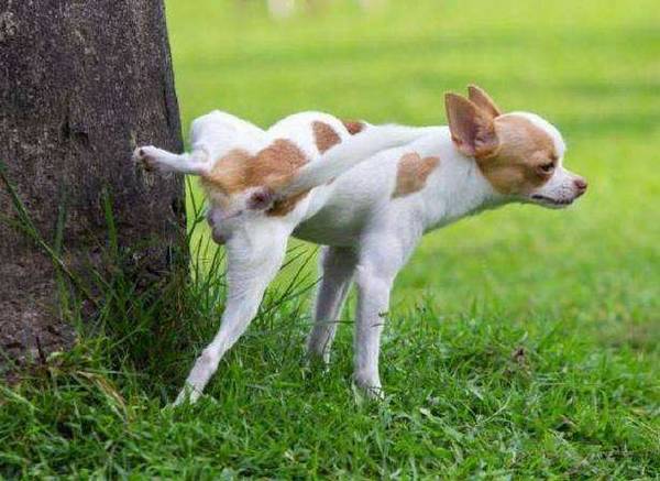 狗经常蹲下,尿不出来 狗经常蹲下,尿不出来