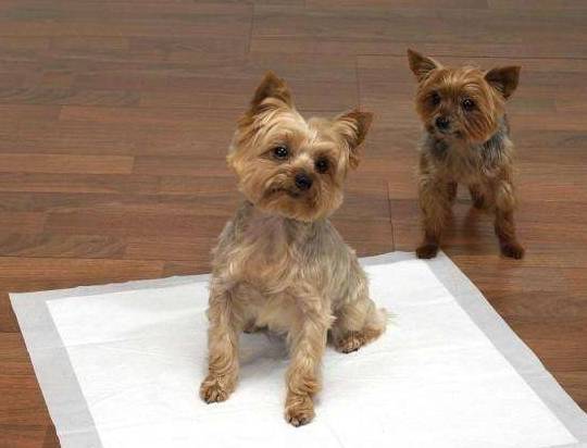 想练习狗狗在室内上厕所?这几招你务必学好!最管用! 想练习狗狗在室内上厕所?这几招你务必学好!最管用!