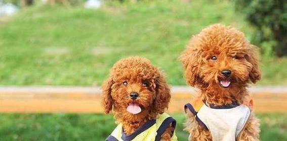 泰迪训练的4个常见问题! 泰迪训练的4个常见问题!