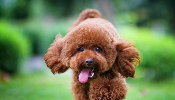 泰迪训练的4个常见问题! 泰迪训练的4个常见问题!