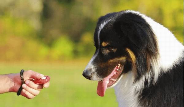 狗狗难以训练,看见就来气?这这几个常用招式包你会治它服服贴贴 狗狗难以训练,看见就来气?这这几个常用招式包你会治它服服贴贴