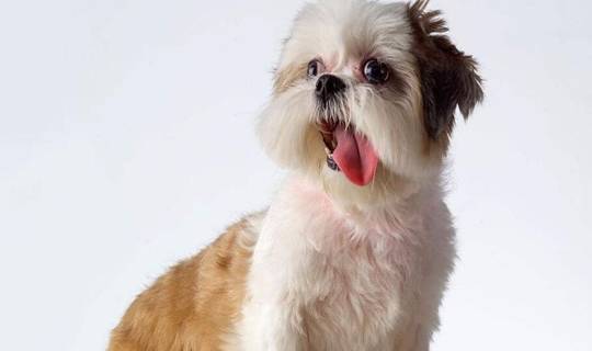 如何训练西施犬坐自行车 如何训练西施犬坐自行车