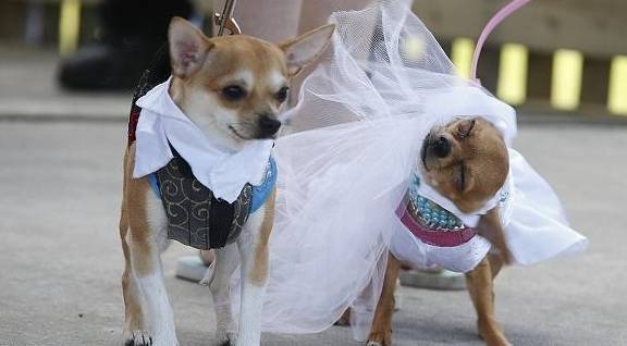 狗子不懂事打一顿就好了?劝你善良,狗子恰当的训练法在这儿! 狗子不懂事打一顿就好了?劝你善良,狗子恰当的训练法在这儿!