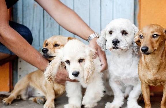 狗子不懂事打一顿就好了?劝你善良,狗子恰当的训练法在这儿! 狗子不懂事打一顿就好了?劝你善良,狗子恰当的训练法在这儿!