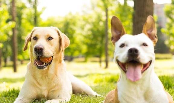 狗子不懂事打一顿就好了?劝你善良,狗子恰当的训练法在这儿! 狗子不懂事打一顿就好了?劝你善良,狗子恰当的训练法在这儿!