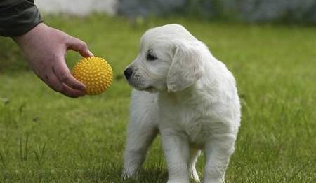 为什么用奖励而不是惩罚来训练狗 为什么用奖励而不是惩罚来训练狗