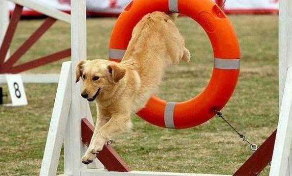 为什么用奖励而不是惩罚来训练狗 为什么用奖励而不是惩罚来训练狗