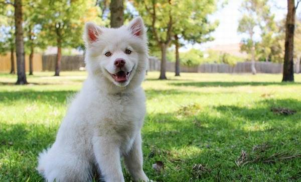 换狗粮后狗狗不吃该怎么办 换狗粮后狗狗不吃该怎么办