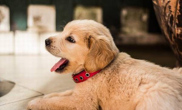 换狗粮后狗狗不吃该怎么办 换狗粮后狗狗不吃该怎么办