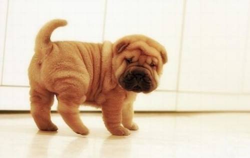 刚买的狗狗能吃罐头吗,刚接回家的狗狗能吃罐头吗 刚买的狗狗能吃罐头吗,刚接回家的狗狗能吃罐头吗