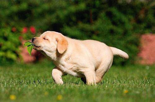 刚买的狗狗能吃罐头吗,刚接回家的狗狗能吃罐头吗 刚买的狗狗能吃罐头吗,刚接回家的狗狗能吃罐头吗