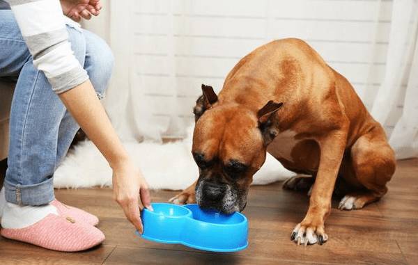 狗狗吃饭太快,非常容易出难题,六个方式 让它变得慢一点 狗狗吃饭太快,非常容易出难题,六个方式 让它变得慢一点