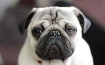 巴哥犬吃什么狗粮好,喂正确了,狗狗喊你叫爸爸 巴哥犬吃什么狗粮好,喂正确了,狗狗喊你叫爸爸