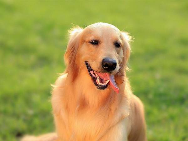 只有進口狗粮才算是好粮?国产狗粮也需要有名字! 只有進口狗粮才算是好粮?国产狗粮也需要有名字!