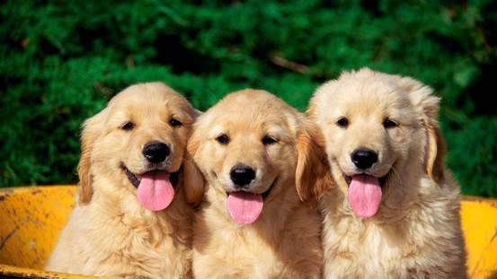 狗粮什么品牌比较好,要先学好看这几个方面 狗粮什么品牌比较好,要先学好看这几个方面