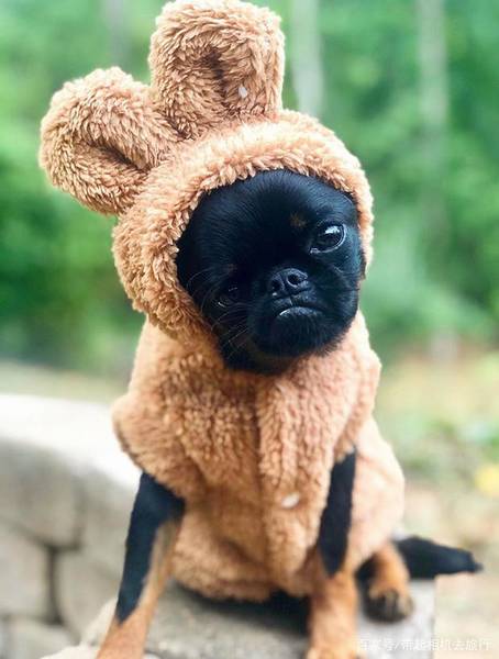 自做天然狗粮怎样留意饮食搭配 自做天然狗粮怎样留意饮食搭配