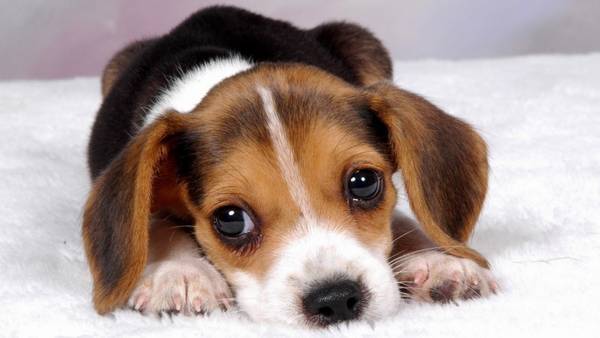 自做天然狗粮怎样留意饮食搭配 自做天然狗粮怎样留意饮食搭配