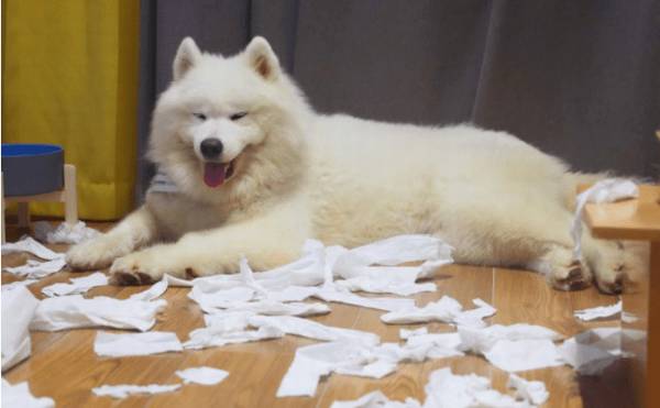 不遛狗有哪些不良影响?小编来告诉你 不遛狗有哪些不良影响?小编来告诉你