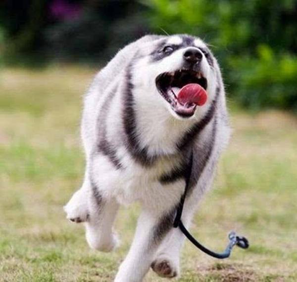 4种宠物犬称得上“撒手没”,铲屎官:每一次遛猫遛狗都胆战心惊,心累 4种宠物犬称得上“撒手没”,铲屎官:每一次遛猫遛狗都胆战心惊