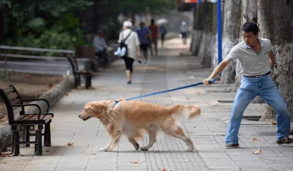 这几类“中国式家庭遛狗”坚决杜绝,对狗损害太大 这几类“中国式家庭遛狗”坚决杜绝,对狗损害太大