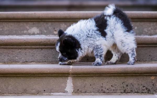 这几类“中国式家庭遛狗”坚决杜绝,对狗损害太大 这几类“中国式家庭遛狗”坚决杜绝,对狗损害太大