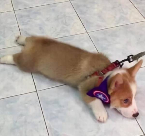 公认“巨难遛”的6种狗,带出来 就带不回来了 公认“巨难遛”的6种狗,带出来 就带不回来了