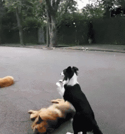 公认“巨难遛”的6种狗,带出来 就带不回来了 公认“巨难遛”的6种狗,带出来 就带不回来了