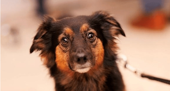 有牵引绳的狗狗性子反倒更狂躁,关键缘故就是你牵绳方法不对 有牵引绳的狗狗性子反倒更狂躁,关键缘故就是你牵绳方法不对