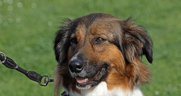 有牵引绳的狗狗性子反倒更狂躁,关键缘故就是你牵绳方法不对 有牵引绳的狗狗性子反倒更狂躁,关键缘故就是你牵绳方法不对