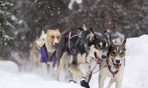 冬季最好遛狗時间是什么时候?必须注意什么? 冬季最好遛狗時间是什么时候?必须注意什么?