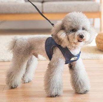 泰迪犬运动量并不大,也不能用这几个方法遛狗,损害非常大 泰迪犬运动量并不大,也不能用这几个方法遛狗,损害非常大