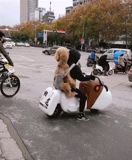 泰迪犬运动量并不大,也不能用这几个方法遛狗,损害非常大 泰迪犬运动量并不大,也不能用这几个方法遛狗,损害非常大