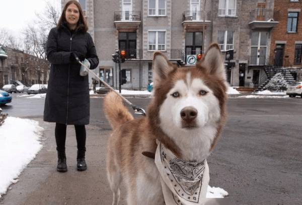 遛狗的实际意义,并不只是处理上厕所,也有那些益处 遛狗的实际意义,并不只是处理上厕所,也有那些益处