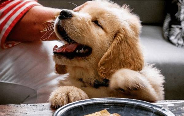 遛狗的实际意义,并不只是处理上厕所,也有那些益处 遛狗的实际意义,并不只是处理上厕所,也有那些益处