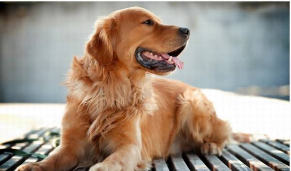 你用这四种方法遛狗,便是在损害狗狗哦,宠主们要了解 你用这四种方法遛狗,便是在损害狗狗哦,宠主们要了解