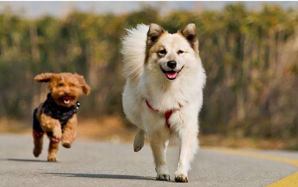 你用这四种方法遛狗,便是在损害狗狗哦,宠主们要了解 你用这四种方法遛狗,便是在损害狗狗哦,宠主们要了解