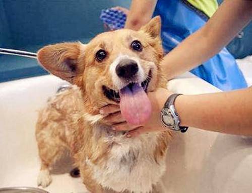 柯基掉毛掉的尤其比较严重 柯基掉毛掉的尤其比较严重