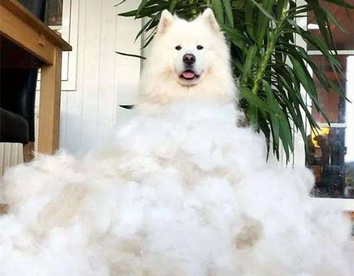 如何降低萨摩耶脱毛的状况 如何降低萨摩耶脱毛的状况