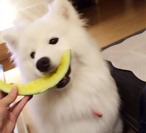 如何降低萨摩耶脱毛的状况 如何降低萨摩耶脱毛的状况